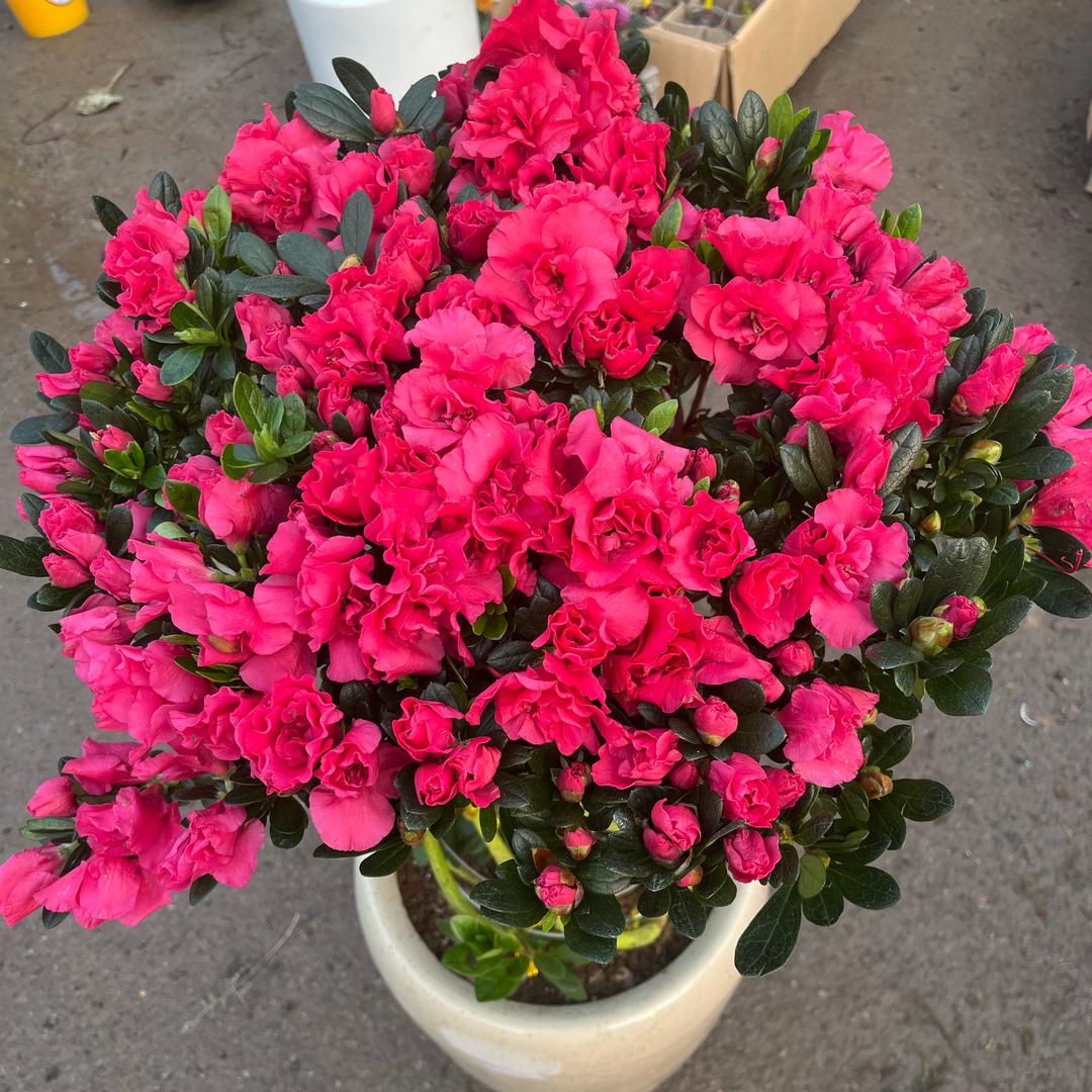 李稳  卖花小姐姐