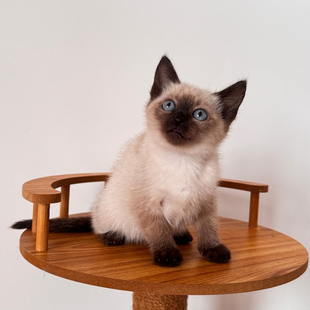 叁叁🎀(家庭繁育猫咪)