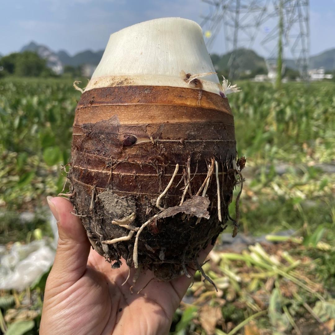 荔浦智明农产品店