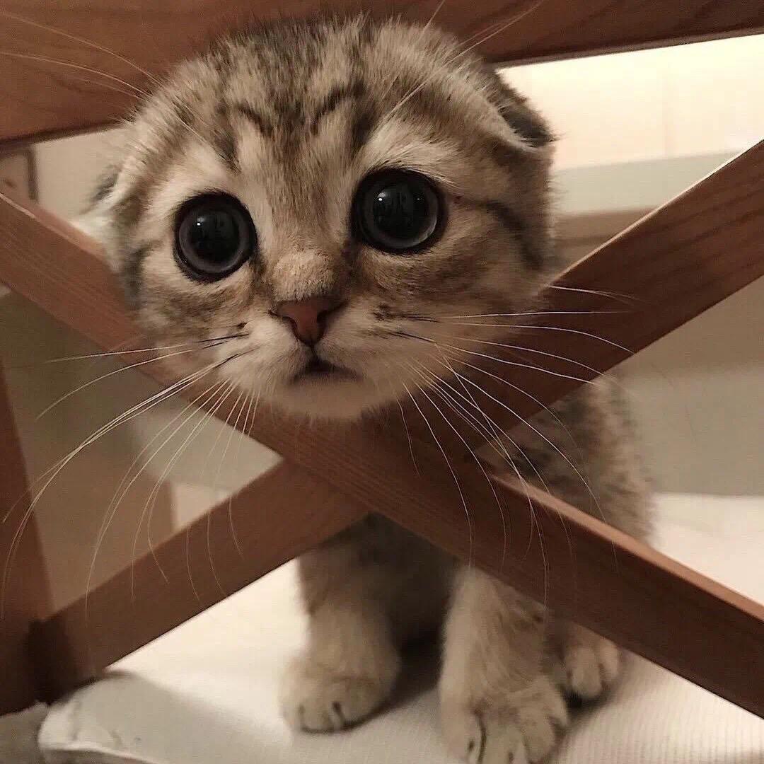 问道小菜头