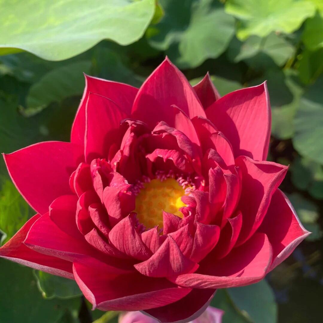 观赏荷花基地