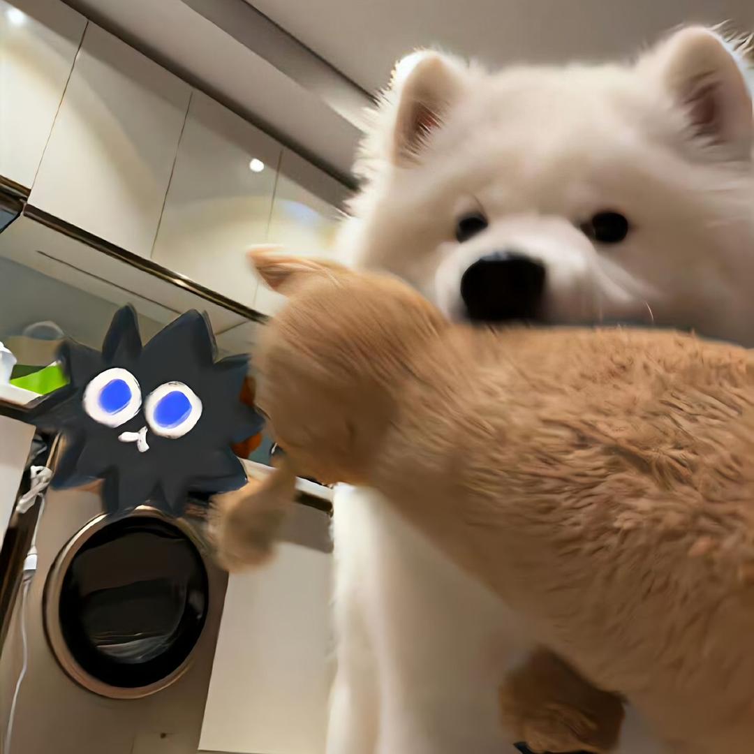羊肚菌