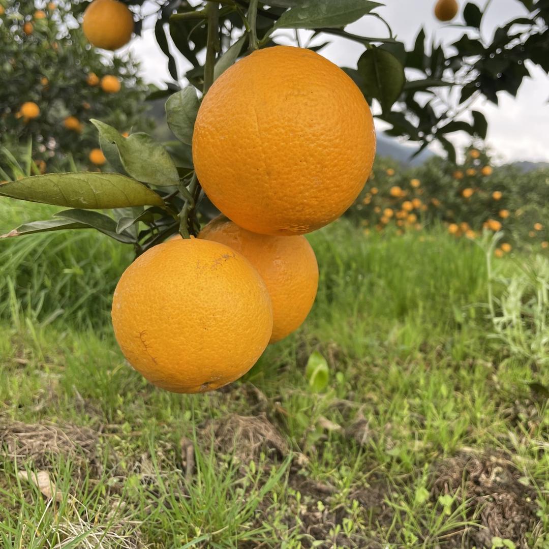 瑶山水果