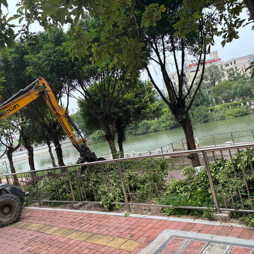 修剪迁移砍伐清理绿化垃圾专业的施工队伍，