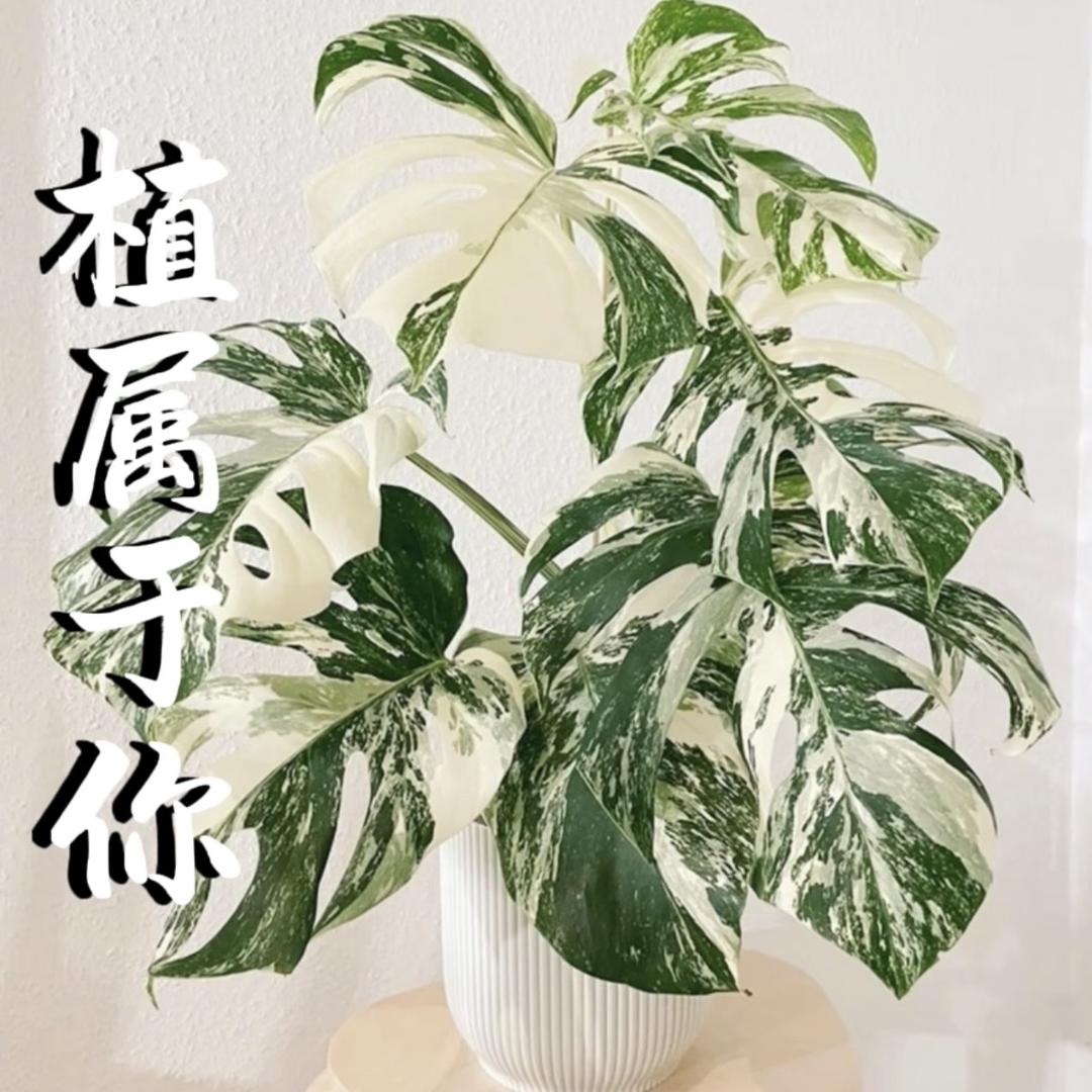 植属于你