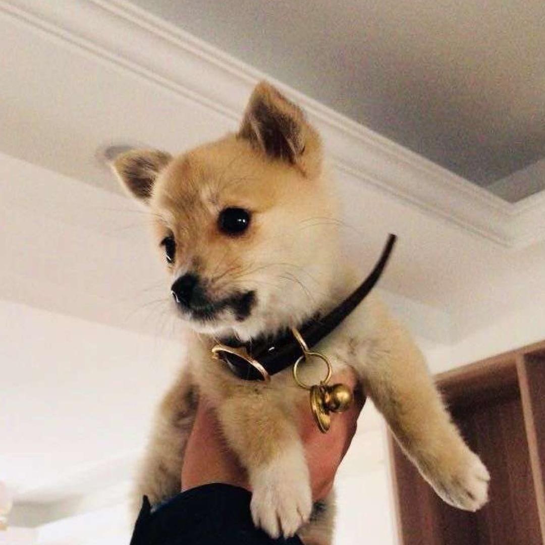小葛你别急