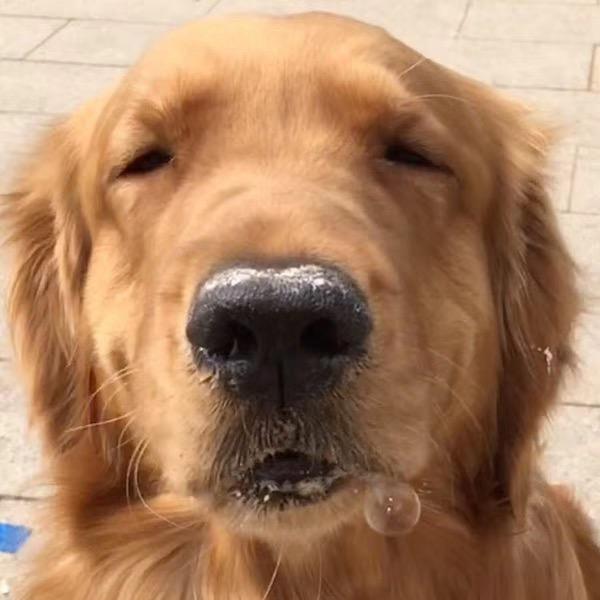 卡皮巴拉拉拉拉