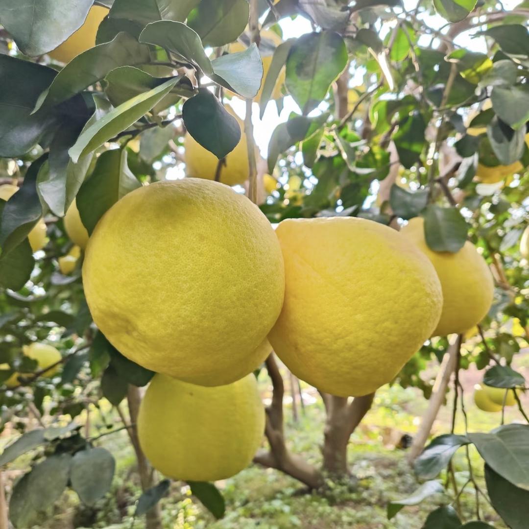 小荔园鲜果铺子