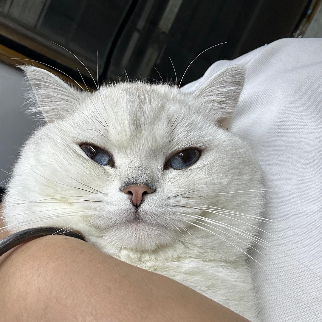 AAa～专业冻品猪脚批发-王哥