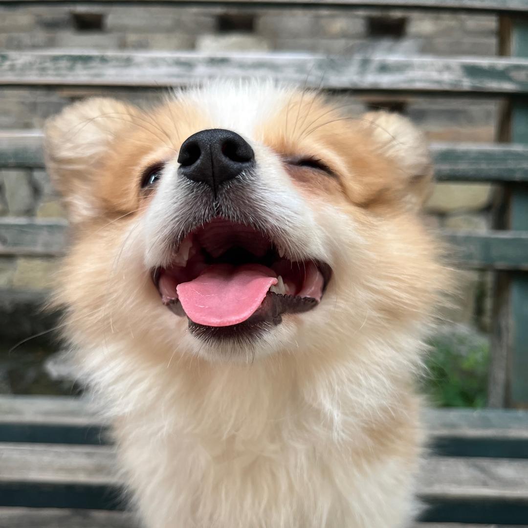 Rich是小短腿