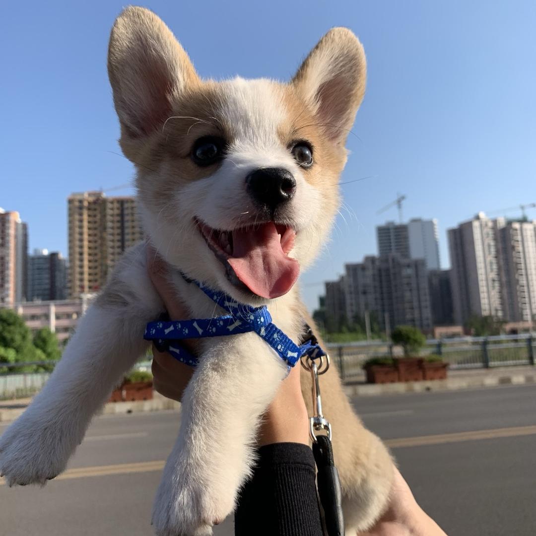答案是只胖柯基