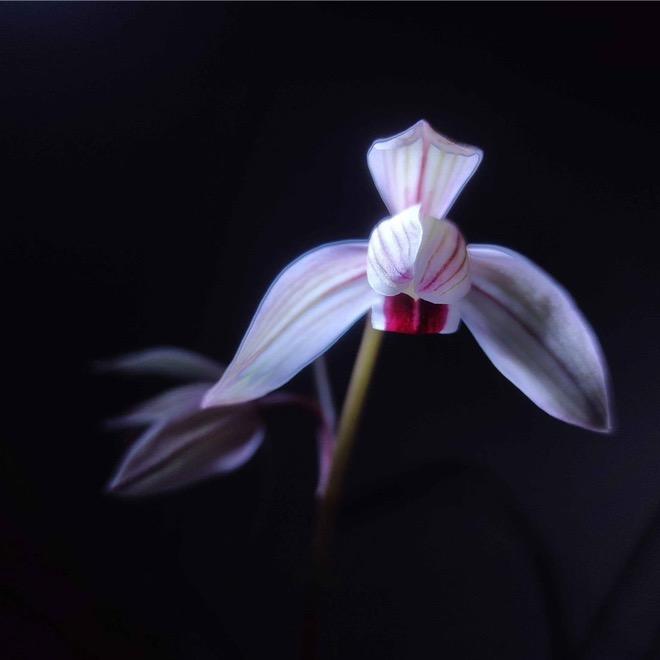 星月兰苑(兰花基地)