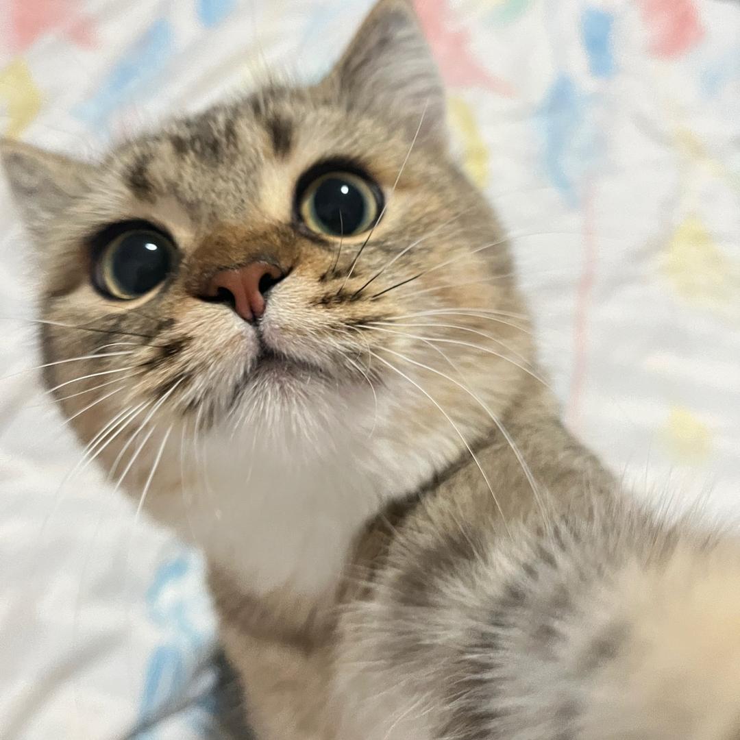 初一与十五