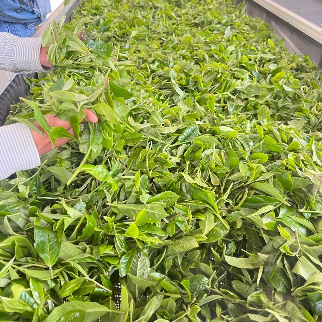 茶山小妹茶叶店