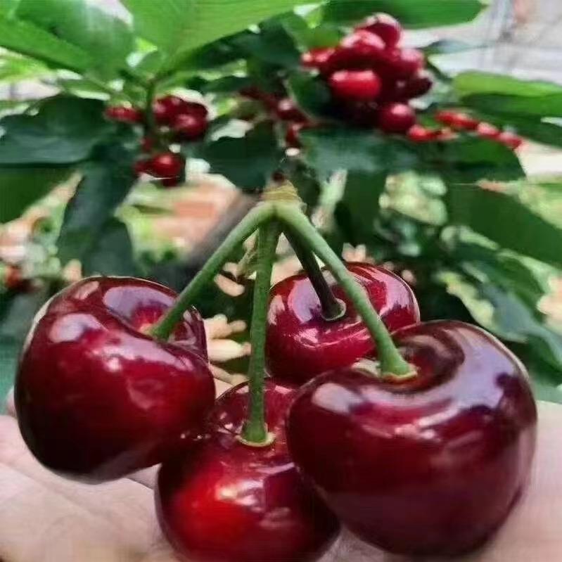 格恋初欧专卖店