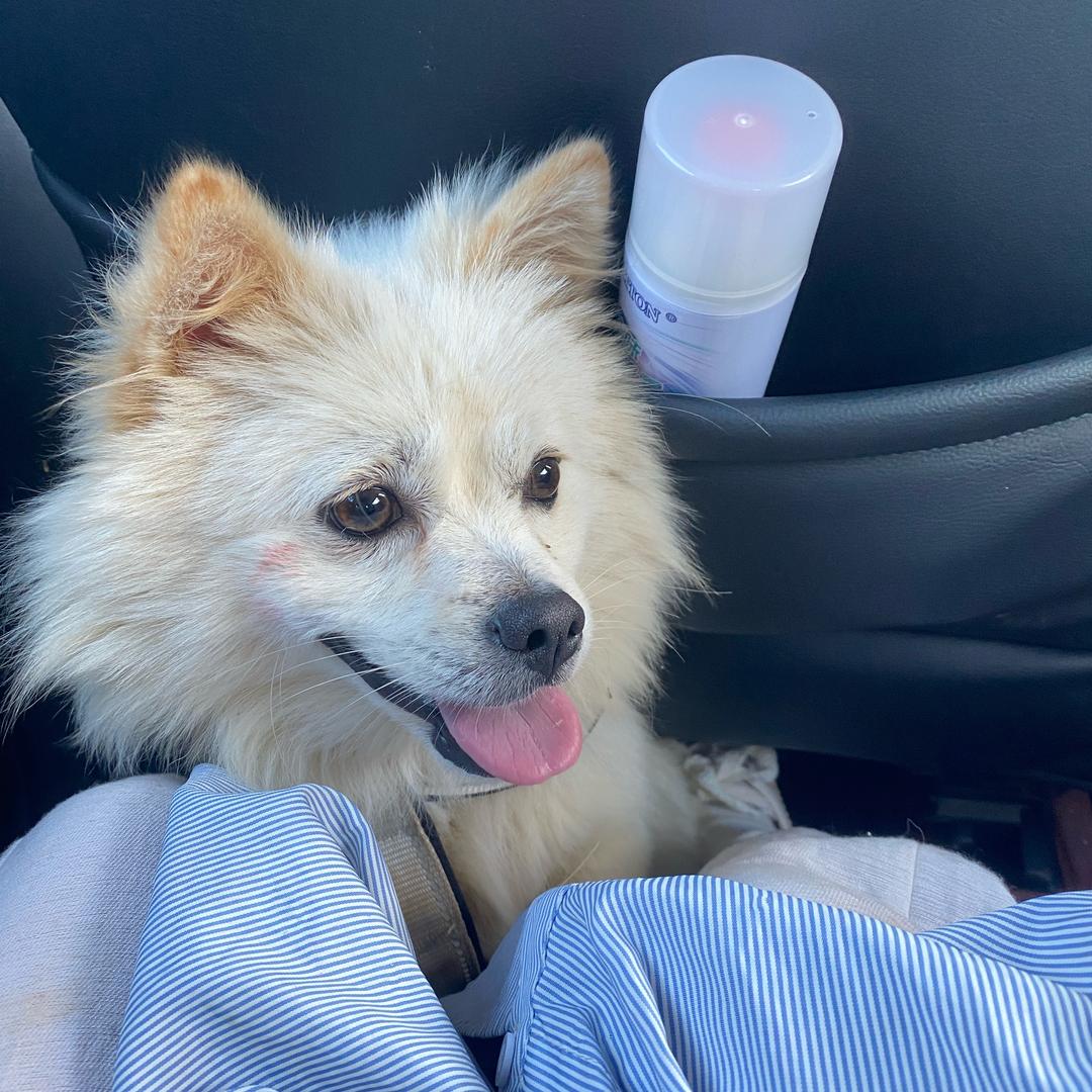 七七萨摩耶（薅羊毛版）