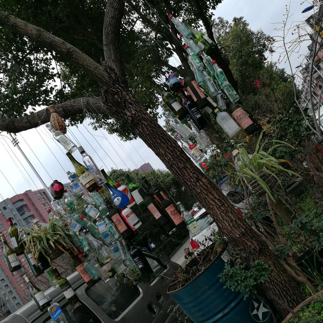 大脸脑虎