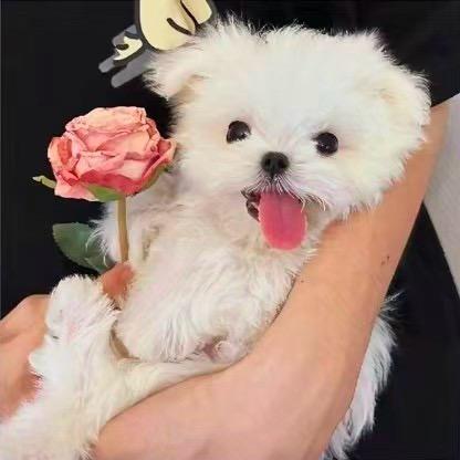 闽师专小葵收书