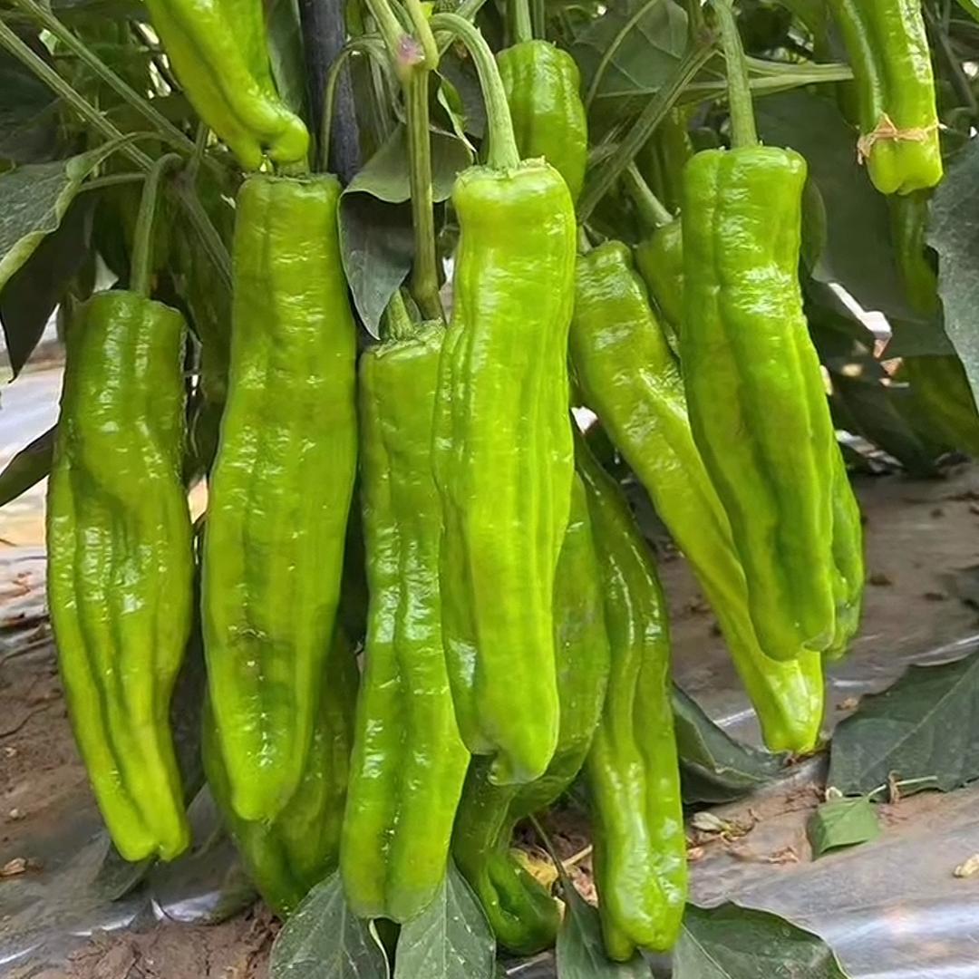 @小祁爱农业