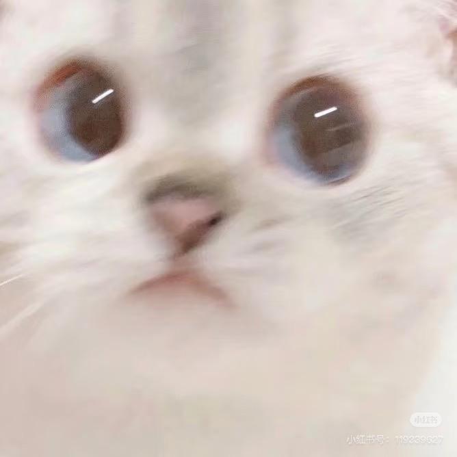 一只猫～