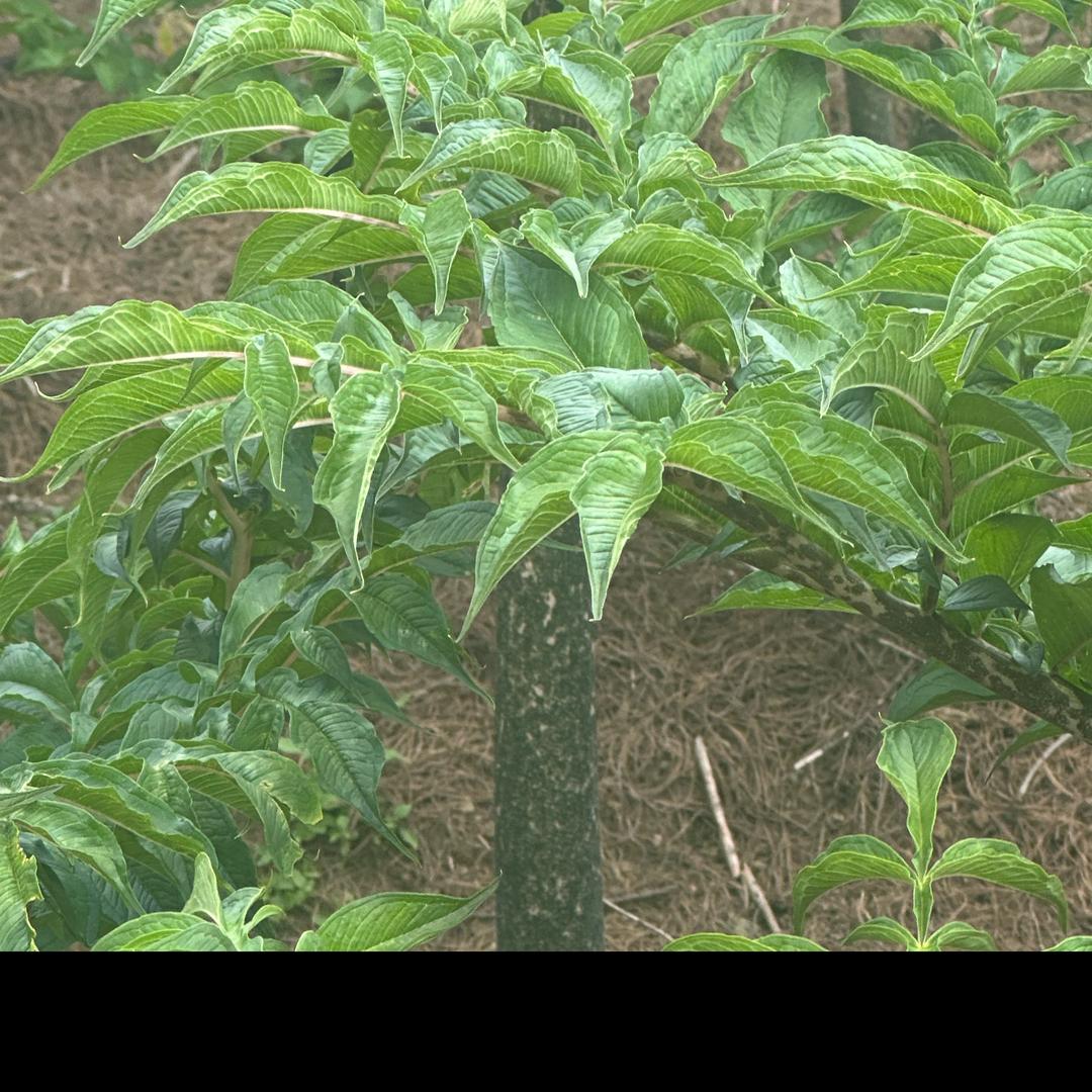 种植魔芋烟草