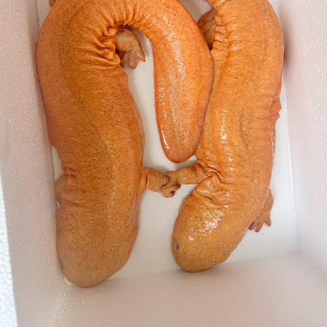 秦岭勉县大鲵养殖场