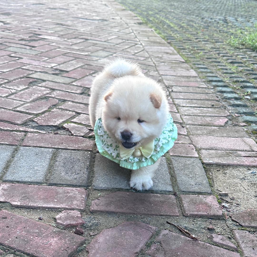 💚小柒学姐