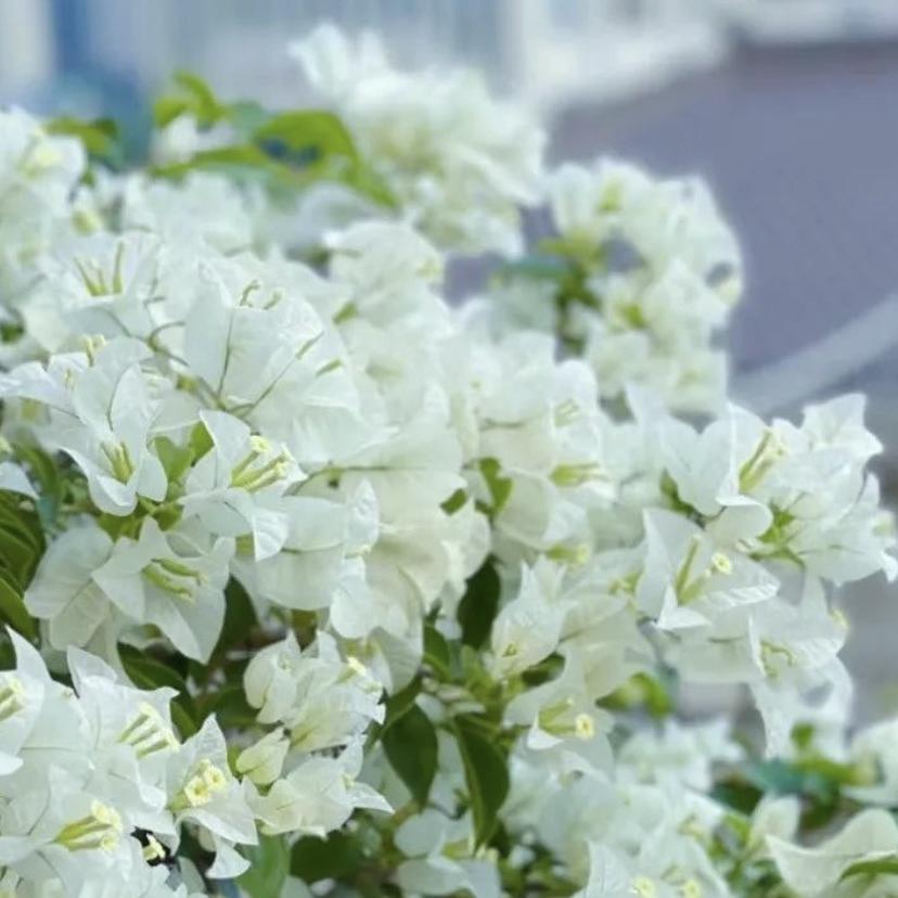 瑞瑞三角梅盆景