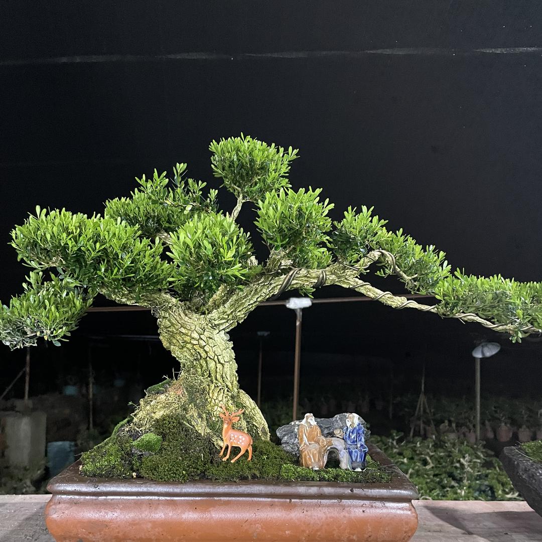 金林盆景基地