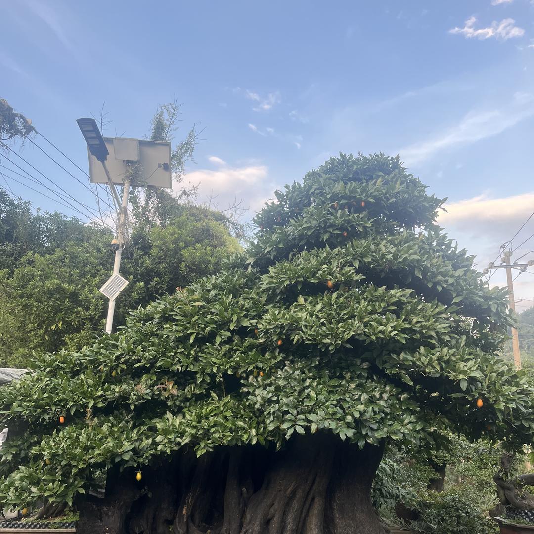 全心苗圃坊