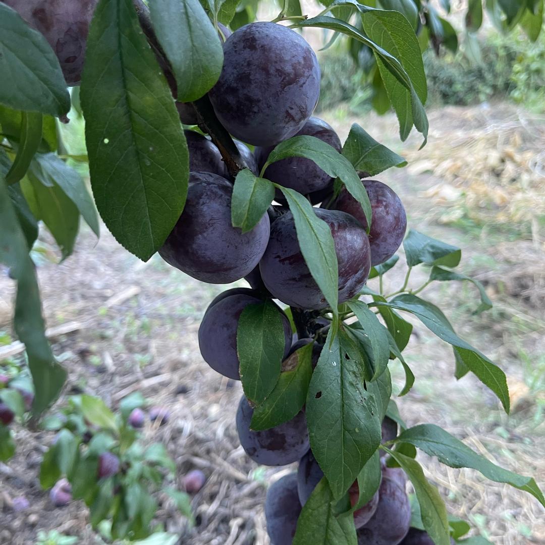 往事🥑随风