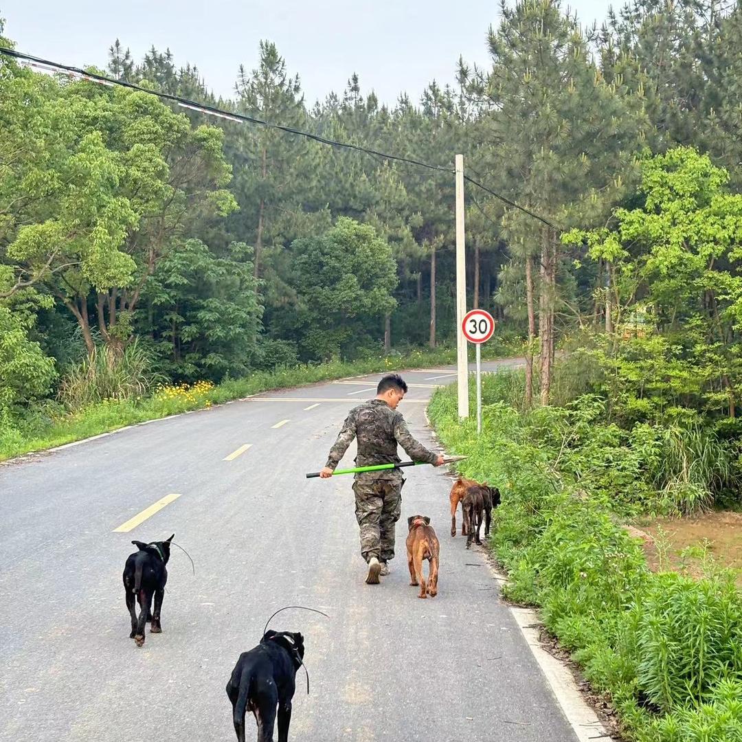 小陈上树