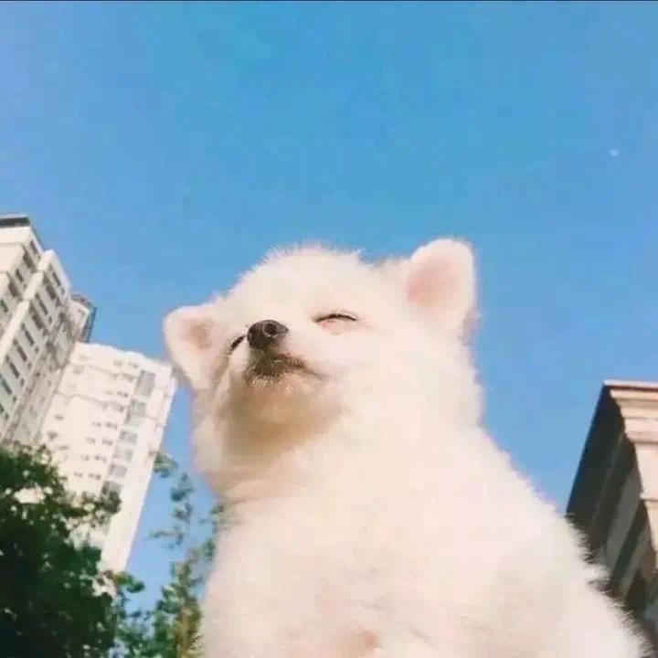 白日梦制造机