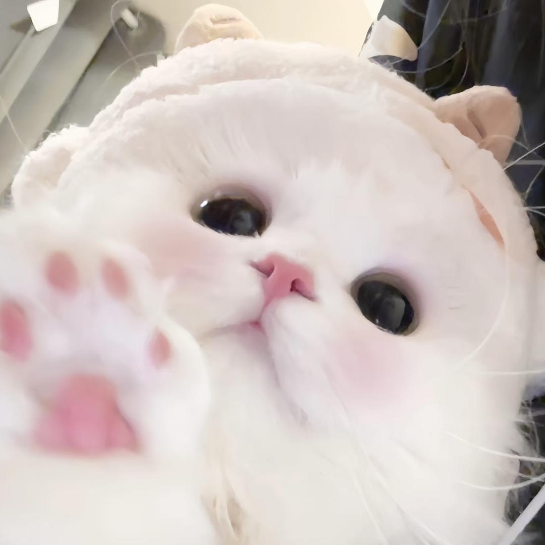 猫猫不耶(潮店现货版)