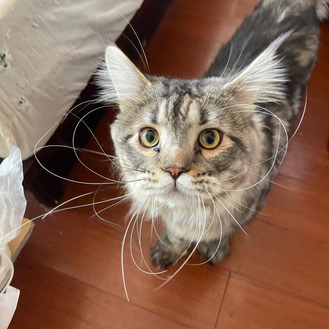 猪