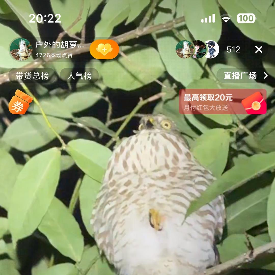 户外的胡萝卜