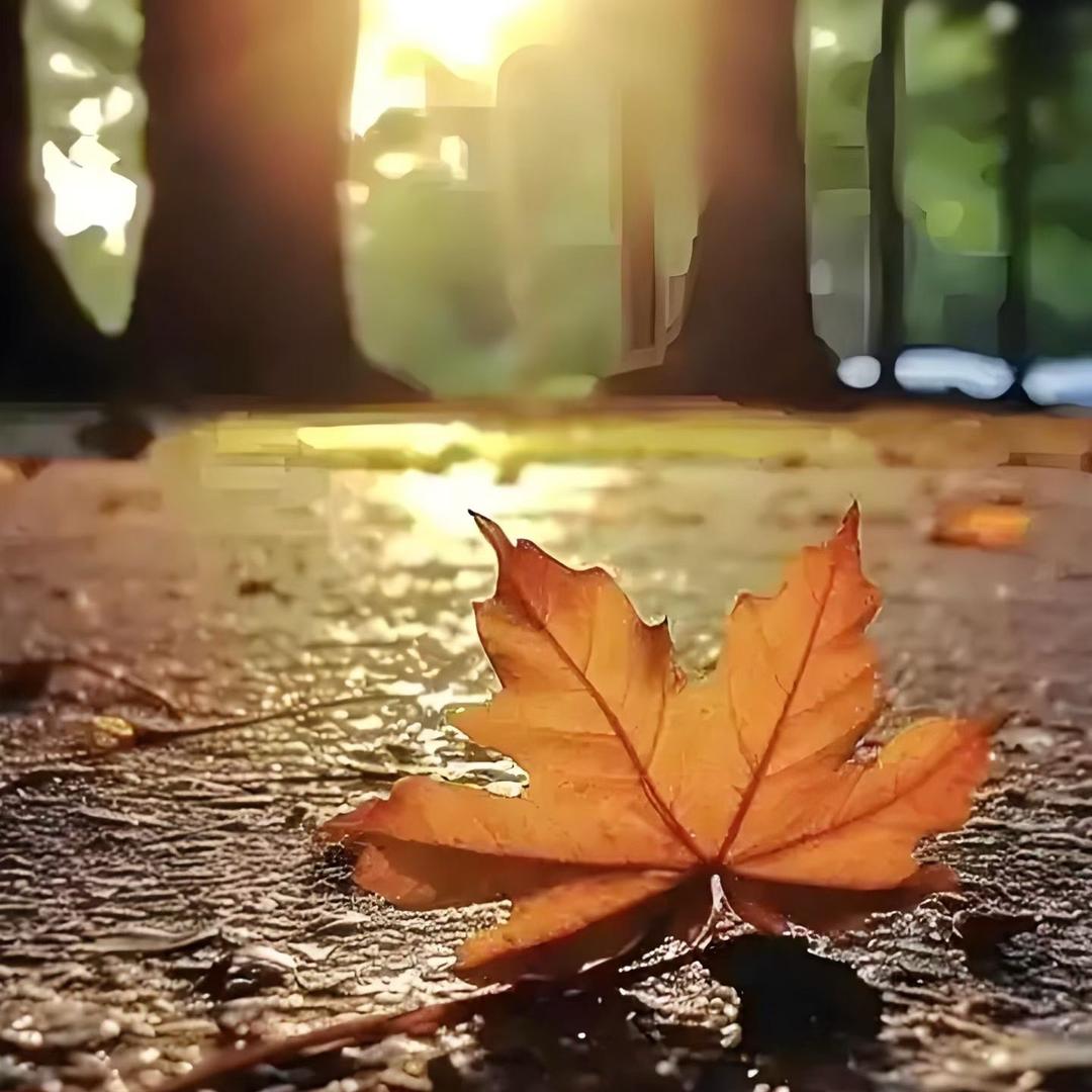 枯木