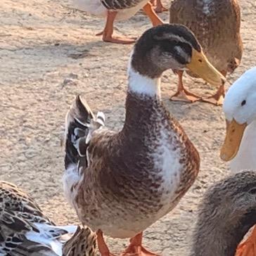 十字生态青头鸭养殖小乐