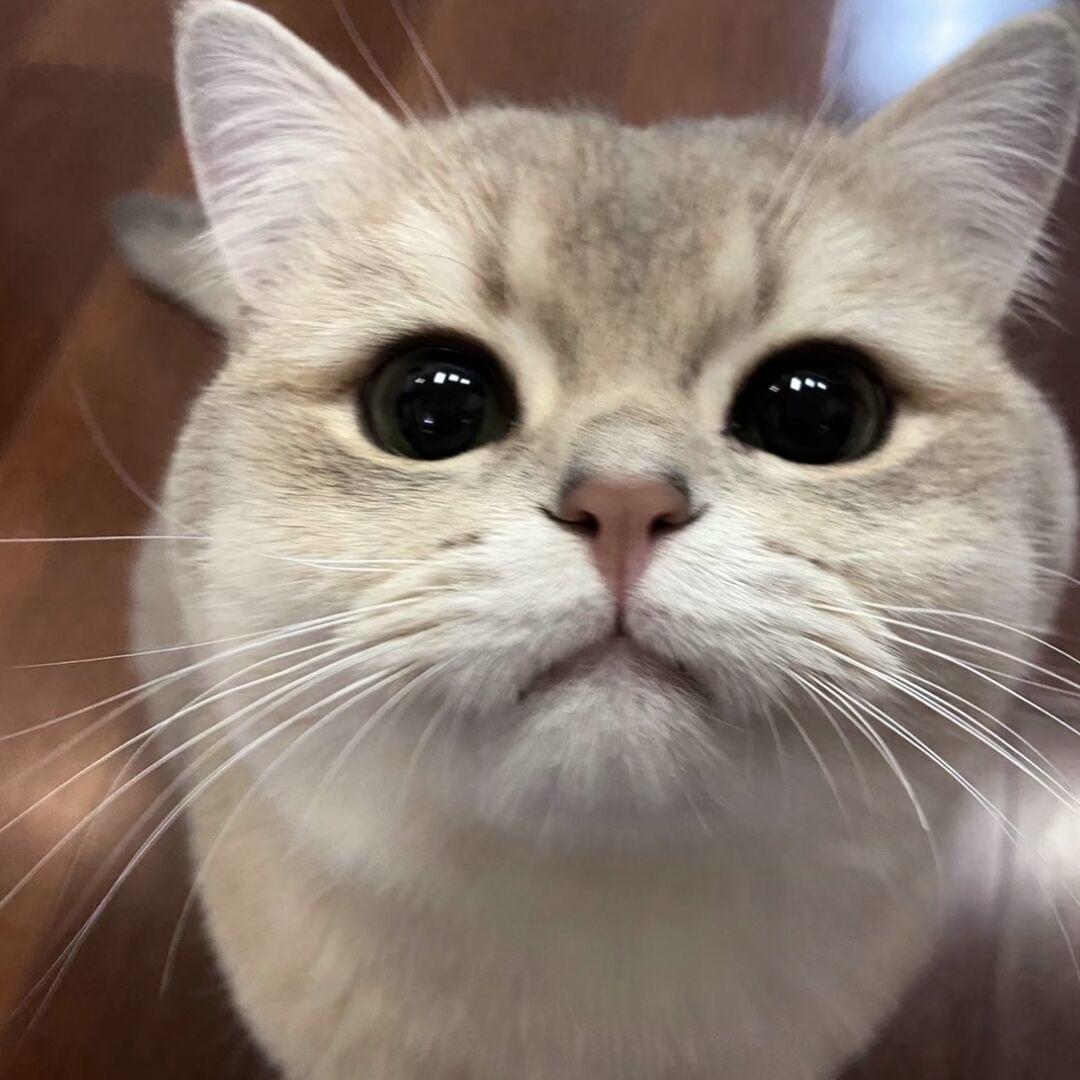 情话