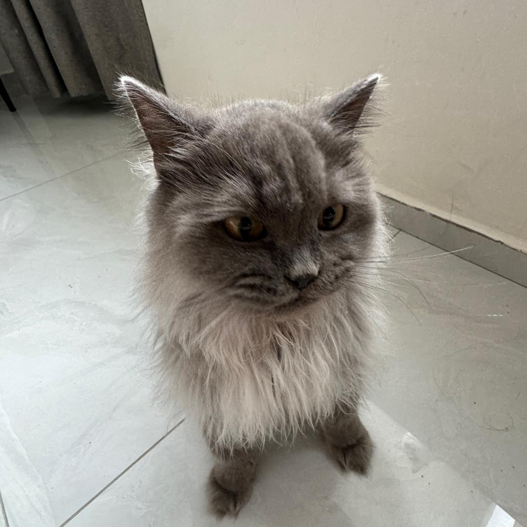 两只猫