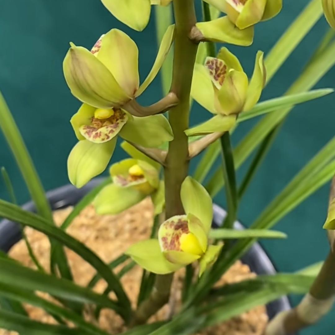 花间一壶酒 独酌无相亲