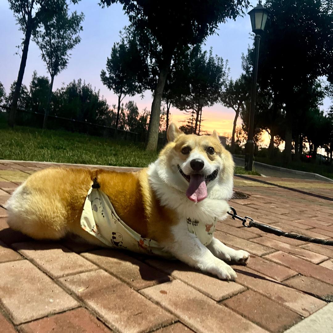 四驱短腿果冻啦
