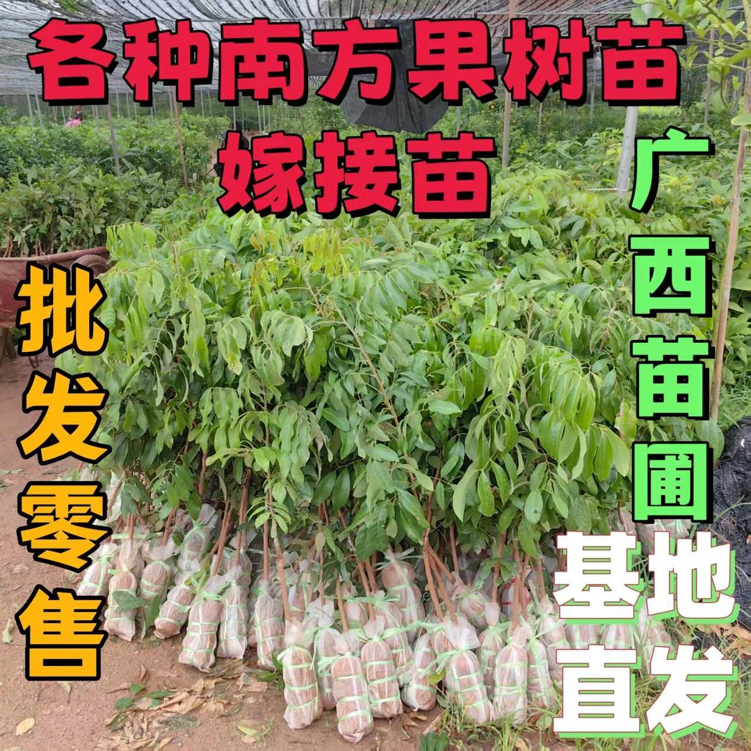 傲瑞莱苗木