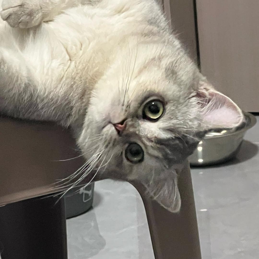 猫猫猪咪