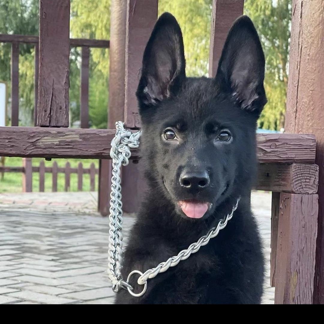 热爱东德牧羊犬