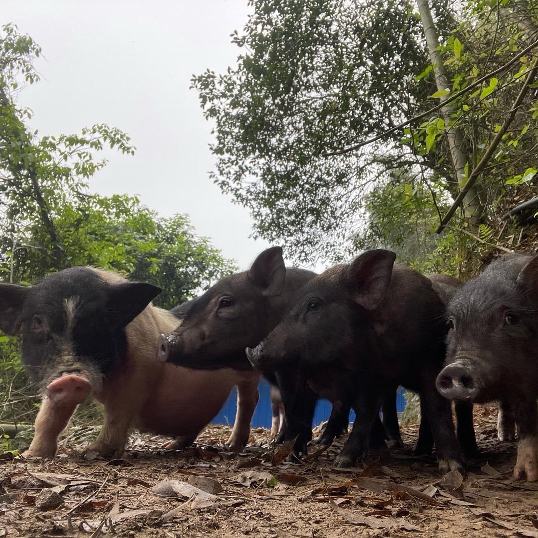 醴陵屏山生态香猪