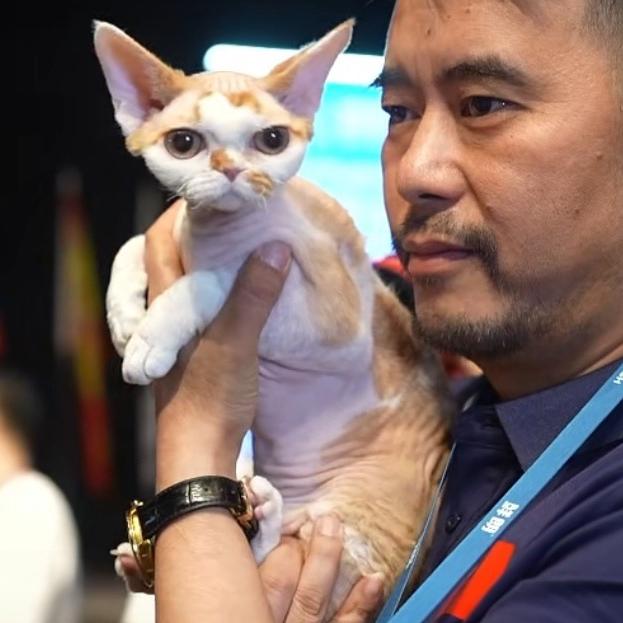 东哥的德文卷毛猫