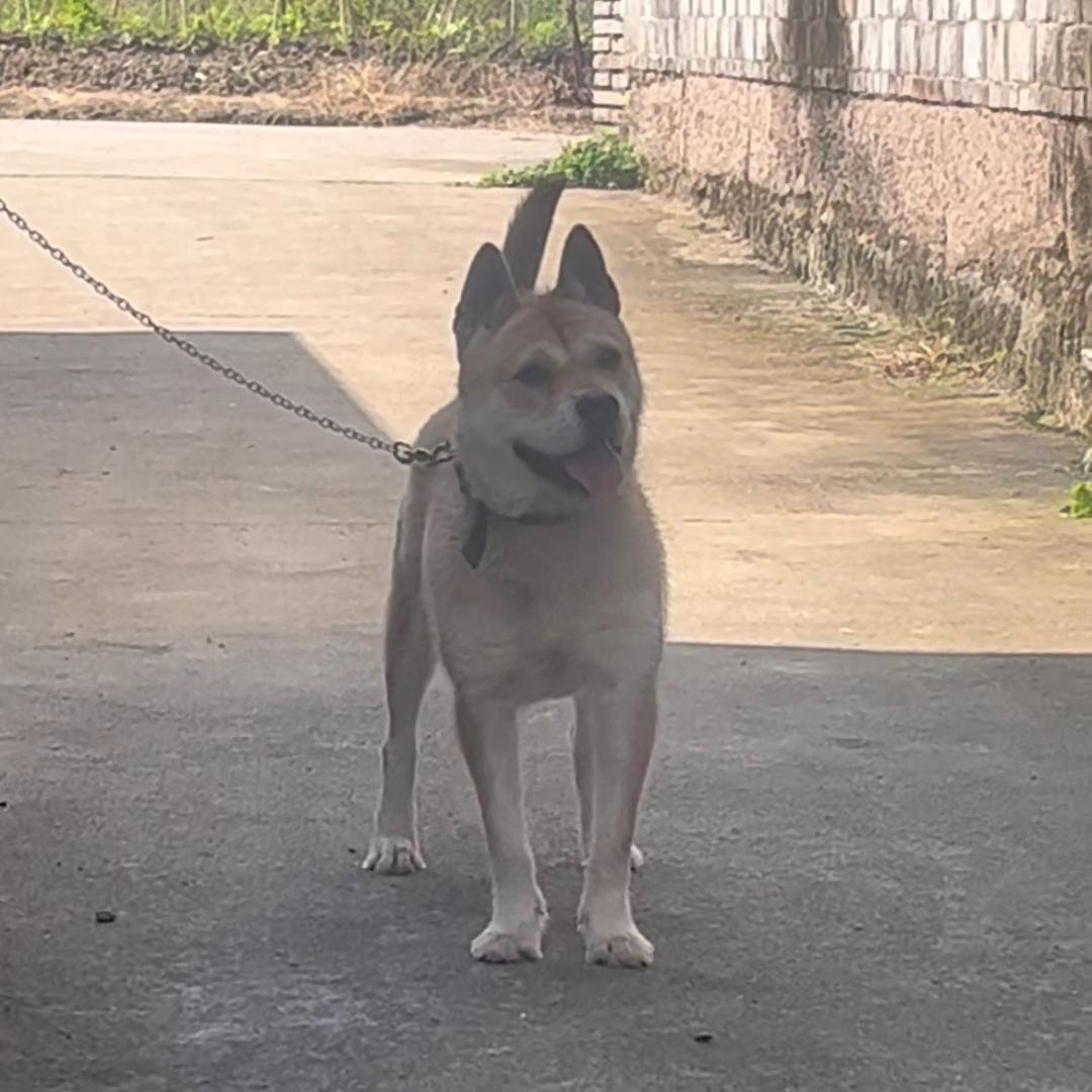 浙江天台犬舍辉煌
