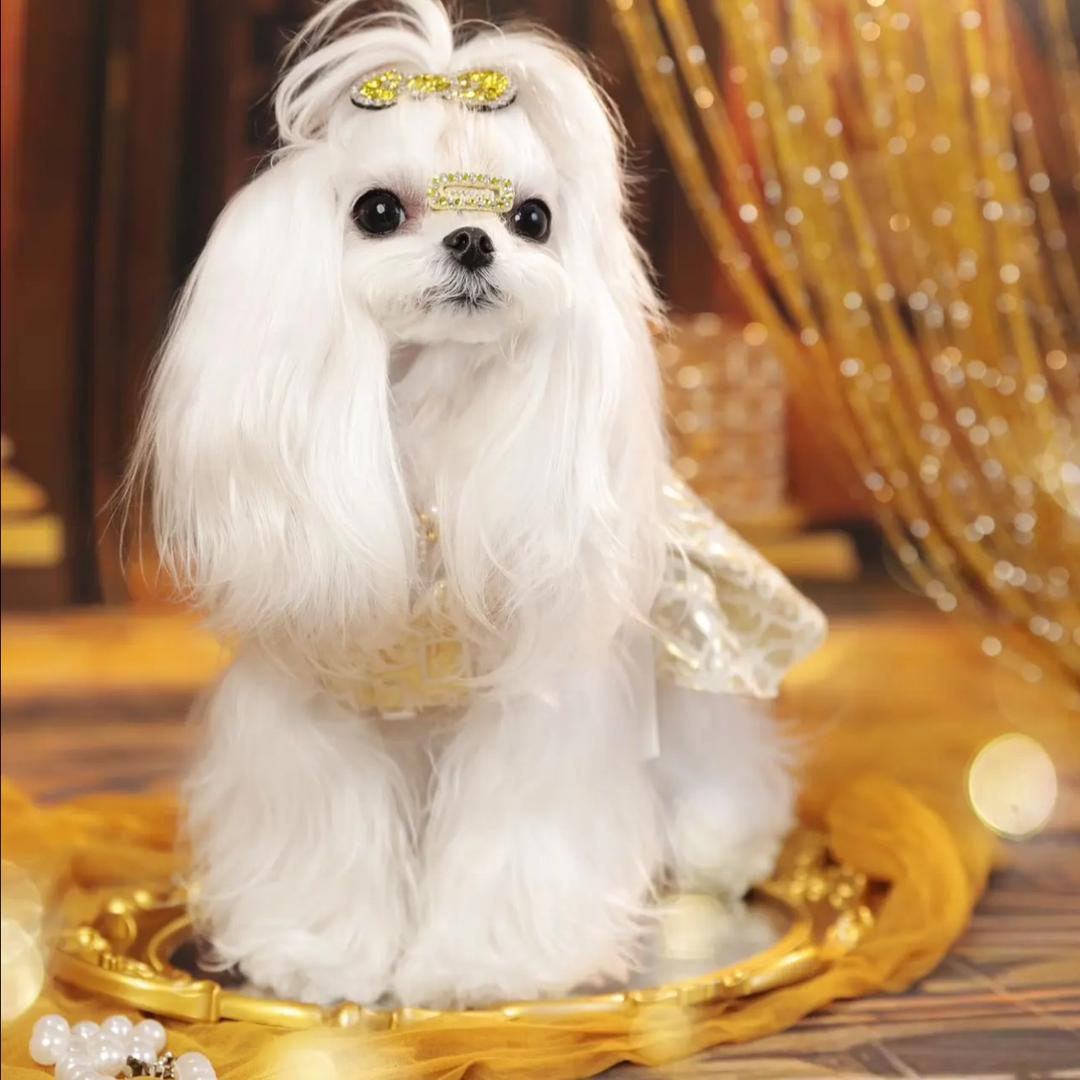 布鲁斯宠物饰品