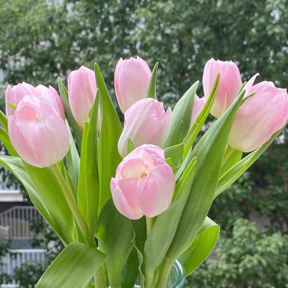 植物伴旅